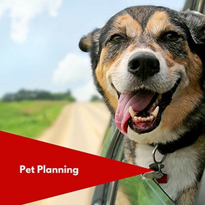 Pet Planning in Your Estate Plan